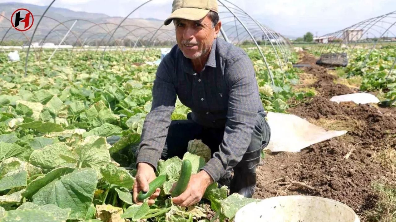 Amik Ovası'nda Salatalık Hasadı Başladı: Çiftçi Fiyatlardan Dertli Amik Ovası'nda Salatalık Hasadı Başladı: Çiftçi Fiyatlardan Dertli